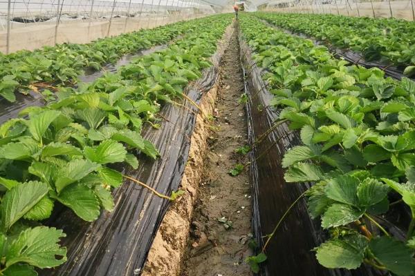 怎么种草莓，每穴定植一株健康、须根较多的幼苗