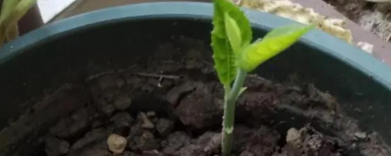 菠萝蜜的浇水间隔，根据季节调整浇水间隔