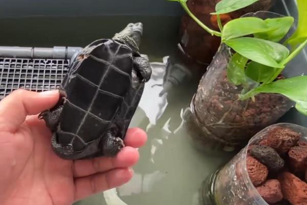 草龟几天换一次水，4-5天换一次水即可