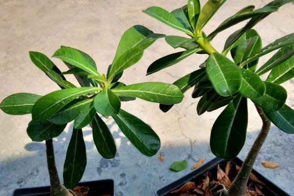 有哪些室内观叶植物，常见的有橡皮树、金钱树等