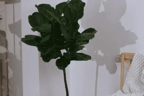 有哪些室内观叶植物，常见的有橡皮树、金钱树等
