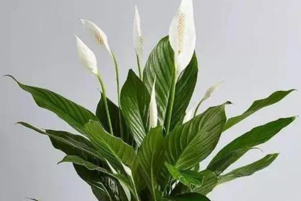 有哪些室内观叶植物，常见的有橡皮树、金钱树等