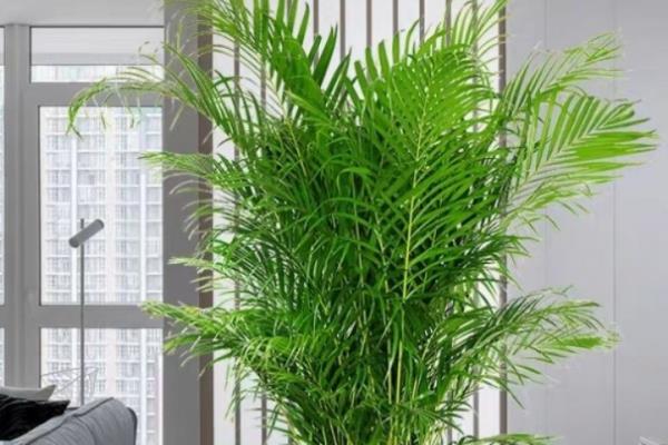 有哪些室内观叶植物，常见的有橡皮树、金钱树等