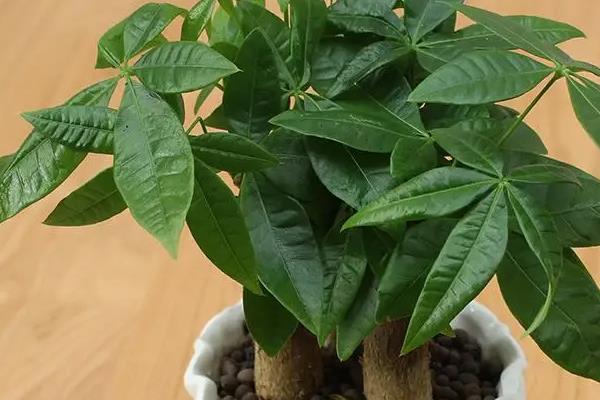有哪些室内观叶植物，常见的有橡皮树、金钱树等
