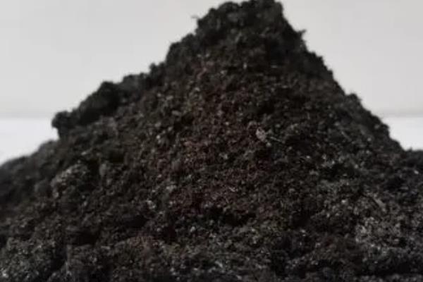 有哪些室内观叶植物，常见的有橡皮树、金钱树等