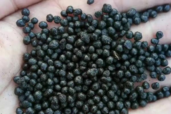 有哪些室内观叶植物，常见的有橡皮树、金钱树等