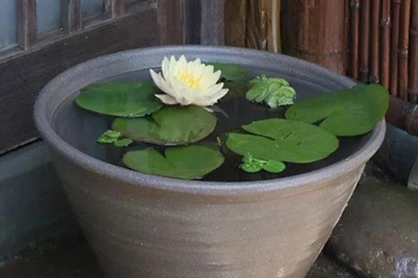 睡莲的养护方法，生长适温22-26℃