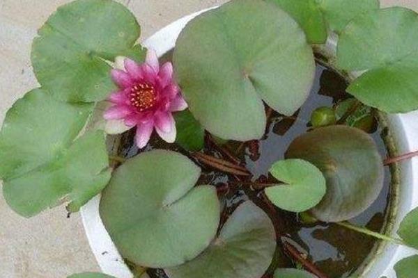 睡莲的养护方法，生长适温22-26℃