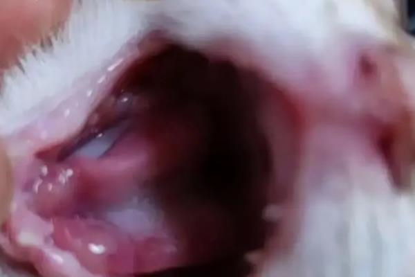 猫咪的上呼吸道感染怎么预防，包含疫苗预防、保持环境和养护卫生