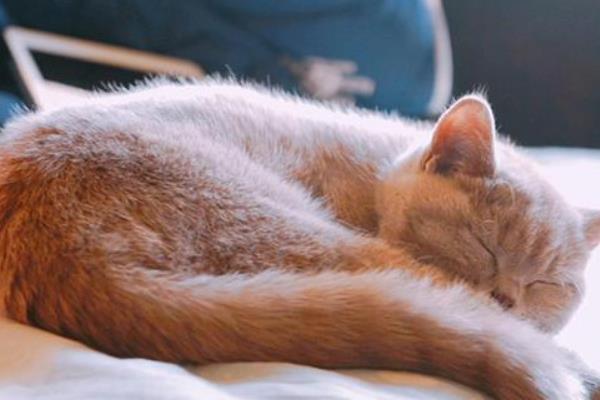 猫咪的上呼吸道感染怎么预防，包含疫苗预防、保持环境和养护卫生