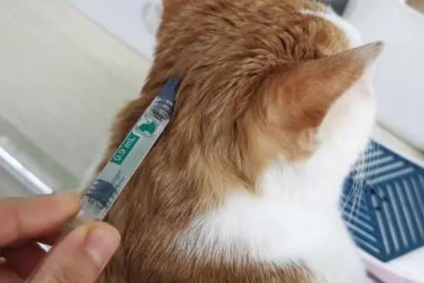 猫咪的上呼吸道感染怎么预防，包含疫苗预防、保持环境和养护卫生
