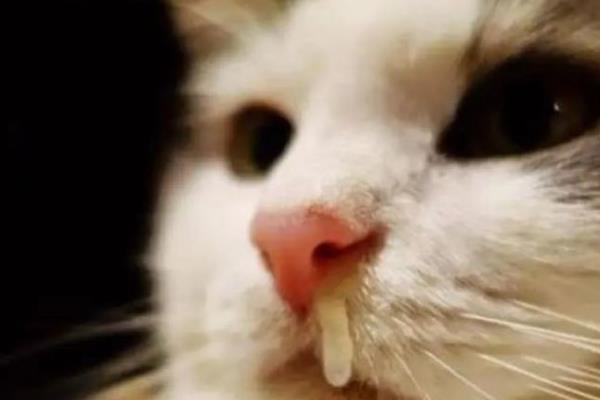 猫咪的上呼吸道感染怎么预防，包含疫苗预防、保持环境和养护卫生