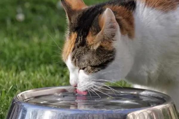 猫咪的上呼吸道感染怎么预防，包含疫苗预防、保持环境和养护卫生
