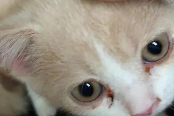 猫咪的上呼吸道感染怎么预防，包含疫苗预防、保持环境和养护卫生