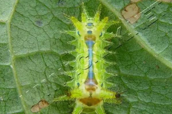 无花果虫害有哪些，常见的有桑天牛、黄刺蛾等