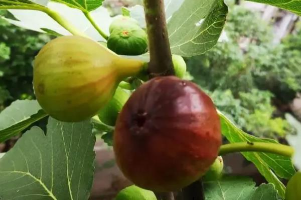 无花果虫害有哪些，常见的有桑天牛、黄刺蛾等