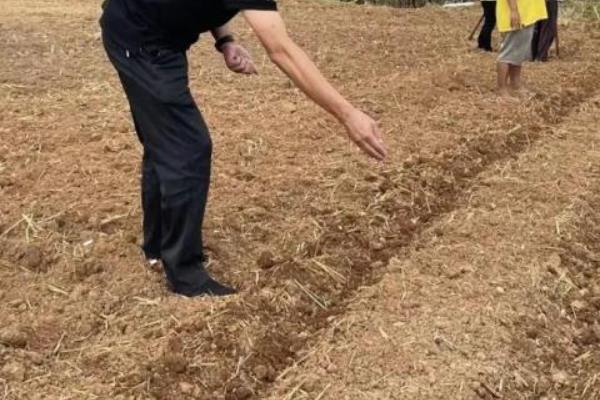 东农259玉米种简介，在适应区出苗至成熟要121天