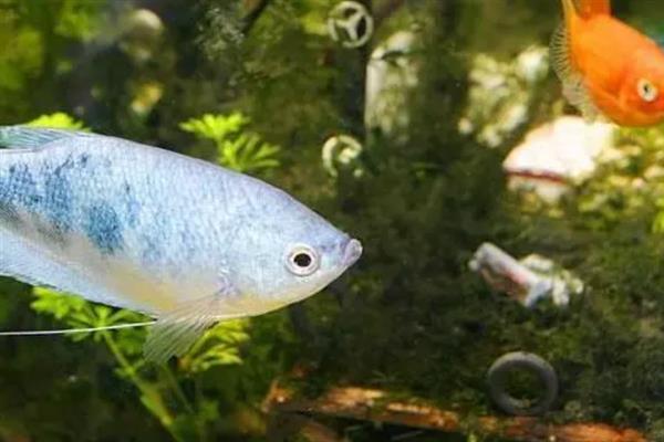 曼龙鱼变色的原因，可能是受惊、患病、不适应环境等因素造成
