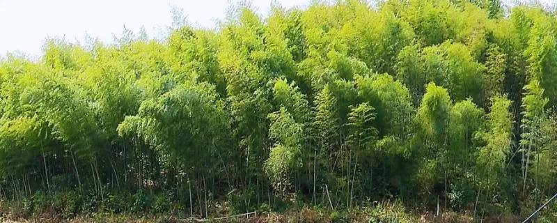 屋后山坡种植毛竹能否稳定坡体，有助于山坡稳定还能观赏