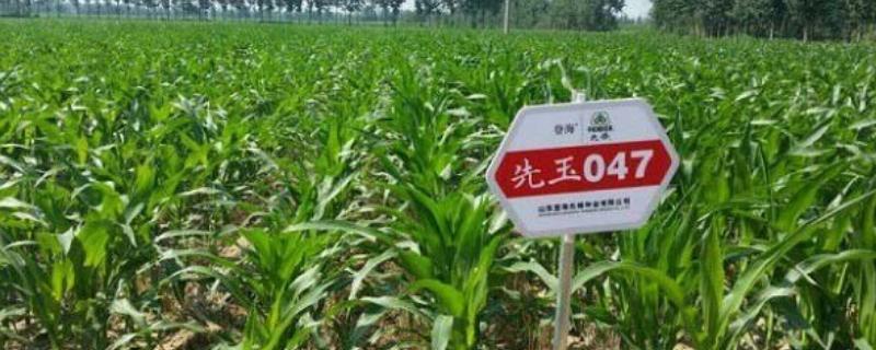 先玉047玉米种简介，夏播生育期105天
