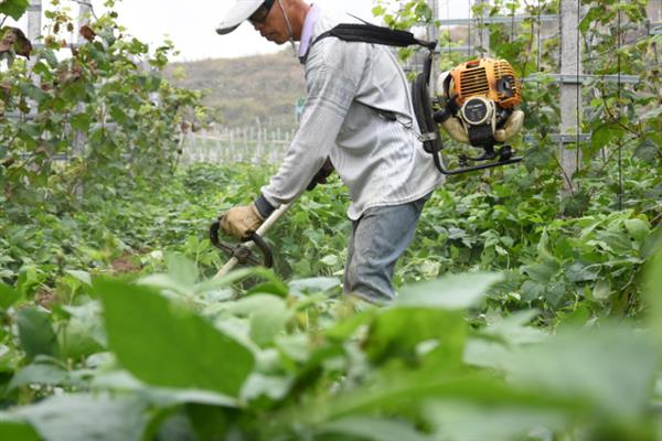 怎么防治葡萄灰霉病，果实采收及时清除病残体