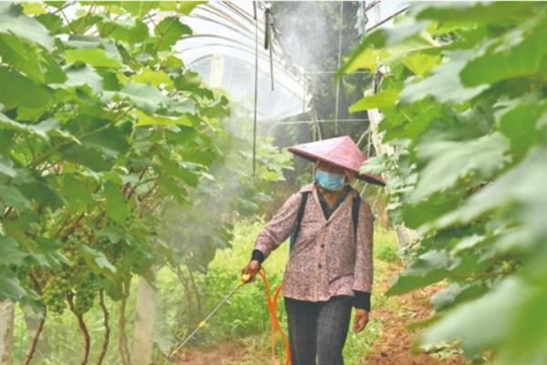 怎么防治葡萄灰霉病，果实采收及时清除病残体