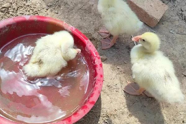 母鹅抱窝孵蛋的注意事项，孵化期间要保持室温在37℃左右
