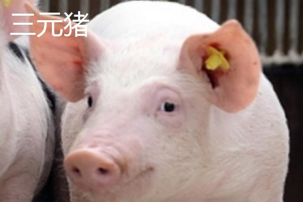 土杂猪和三元猪的区别是什么，含义、优势和繁殖性能均不同
