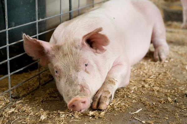 土杂猪和三元猪的区别是什么，含义、优势和繁殖性能均不同