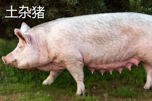 土杂猪和三元猪的区别是什么，含义、优势和繁殖性能均不同