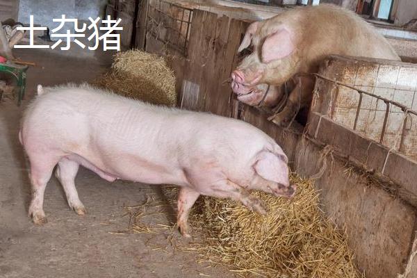 土杂猪和三元猪的区别是什么，含义、优势和繁殖性能均不同