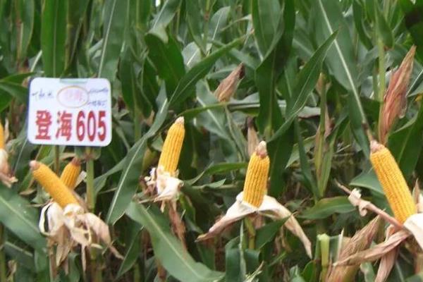 登海605玉米种简介，适宜的种植密度为4000-4500株/亩