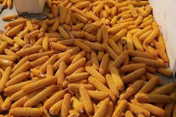 登海605玉米种简介，适宜的种植密度为4000-4500株/亩