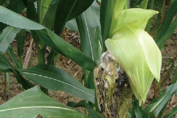 登海605玉米种简介，适宜的种植密度为4000-4500株/亩