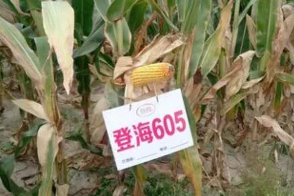 登海605玉米种简介，适宜的种植密度为4000-4500株/亩