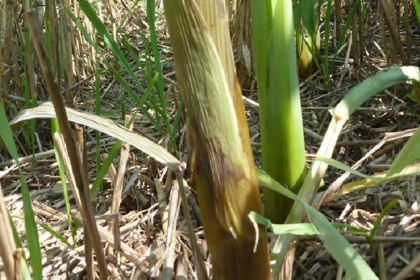 登海605玉米种简介，适宜的种植密度为4000-4500株/亩