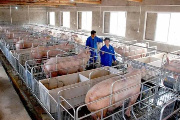 养500头猪需要投资多少钱，需要60万以上