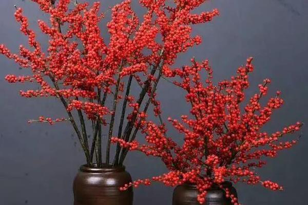 银柳的花期有多久，花期一般在5-6月