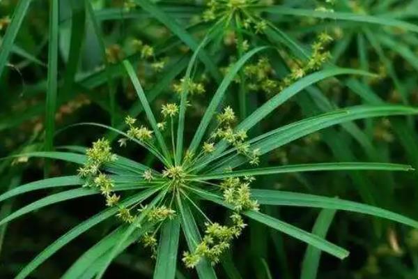 回头青简介，是一种多年生恶性杂草