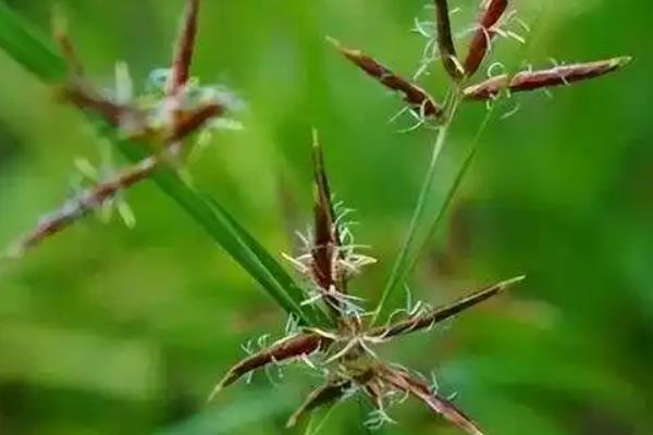回头青简介，是一种多年生恶性杂草