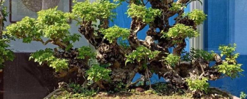 黄荆老桩的栽培技术，适宜生长温度为20-28℃