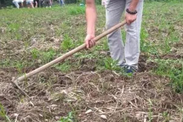 丹参的种植技术，可分根繁殖或扦插繁殖