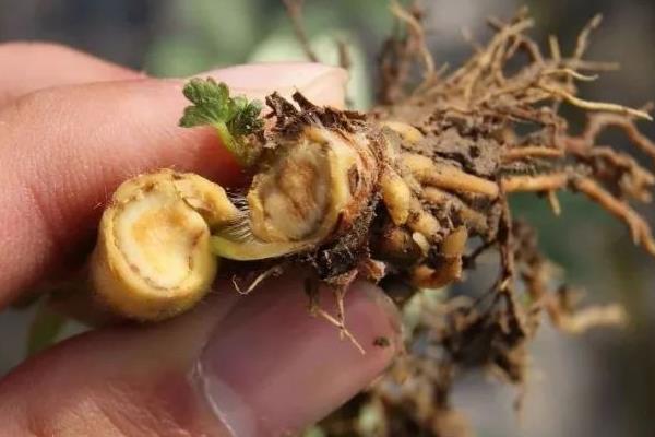 丹参的种植技术，可分根繁殖或扦插繁殖
