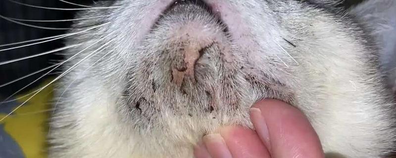 猫咪黑下巴用什么药，可以用红霉素软膏