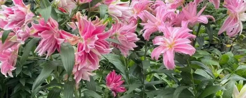 百合花放在卧室里对人体有没有害，将其养在卧室对人体无害