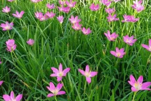 韭莲的形态特征，鳞茎卵状球形且花单生于花茎顶端