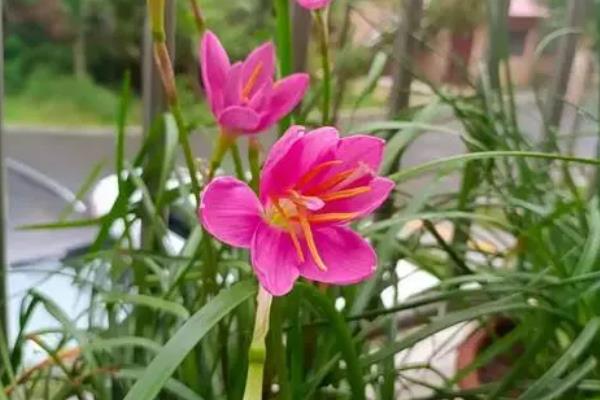 韭莲的形态特征，鳞茎卵状球形且花单生于花茎顶端