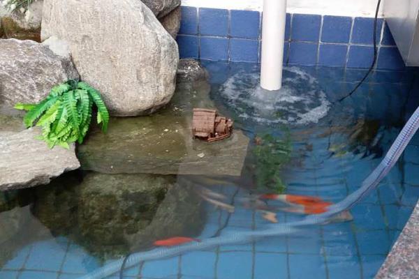 庭院鱼池水变绿怎么处理，需要及时换水