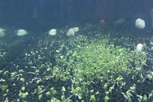 庭院鱼池水变绿怎么处理，需要及时换水