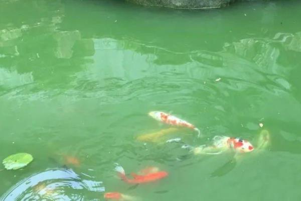 庭院鱼池水变绿怎么处理，需要及时换水
